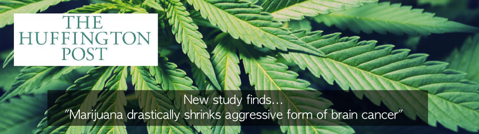 Marijuana Drastically Shrinks Aggressive Form Of Brain Cancer, New Study Finds